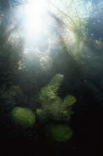 Urwald unter Wasser