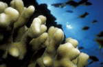 Korallen im Riff