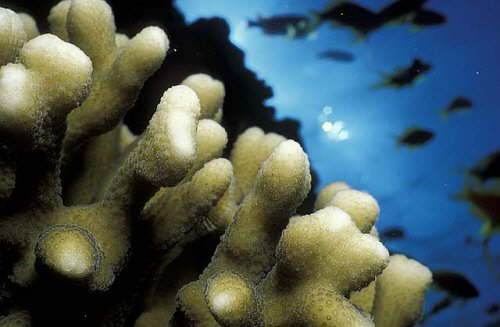 Korallen im Riff
